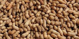 Shelled Groundnuts