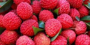 Fresh Litchi