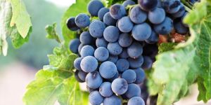 Grapes