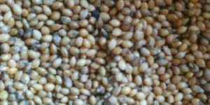Foxtail Millet Seeds