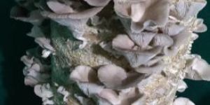 Oyster Mushroom