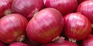 Fresh Big Red Onion