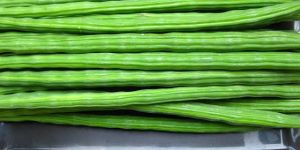 Fresh Green Drumsticks