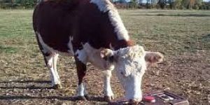 Liquid Animal Feed Supplement