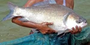 Katla Fish