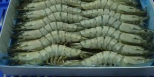 HOSO Black Tiger Shrimp