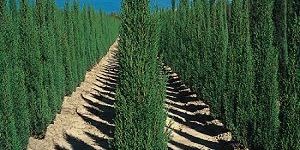 Cypress Oil