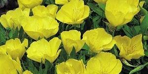 Evening Primerose Oil