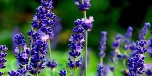 Lavender Oil