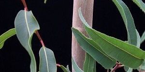 Lemon Eucalyptus Oil