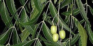 Neem Oil