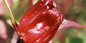 Hibiscus Sabdariffa