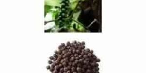 Black Pepper