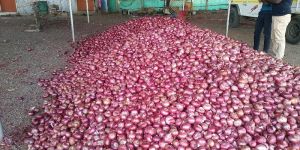 Fresh Red Onion