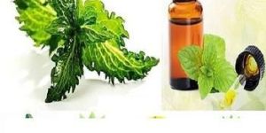 Fragrance Oil