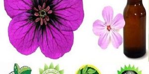 Pelargonium Graveolens Stem Leaf Oil