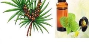 Indian Saw Palmetto Oil