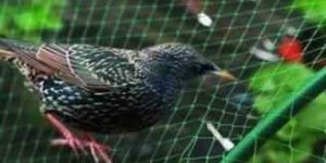 Anti Bird Net