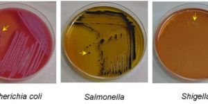 MICROBIOLOGICAL TESTING IN FOOD AND FOOD PRODUCTS