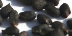 Basil Seed