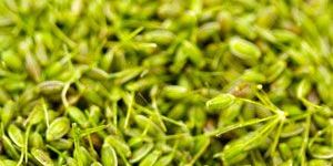 Dill Seed