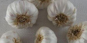 Garlic