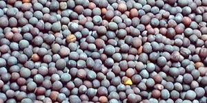 Mustard Seeds