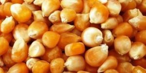 Corn for Animal Feed