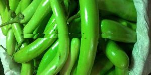 Brinjal Green