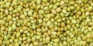 Coriander Seeds