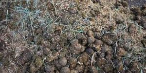 Organic Compost Manure Fertilizer