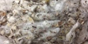 Cotton Dropping Waste