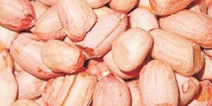 Groundnut