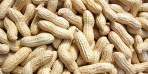Groundnuts