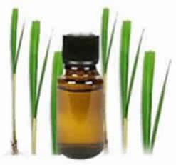 Coriander Oil