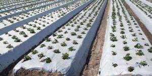 Agricultural Mulch Film