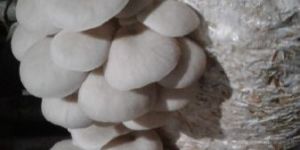 Oyster Mushroom