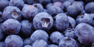 Frozen Blueberry