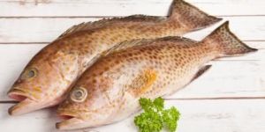 Grouper Fish