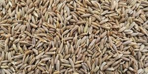 CUMIN SEED Purity