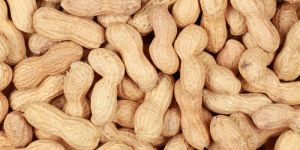 GROUNDNUT Bold Quality
