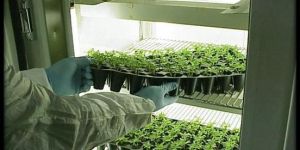 Plant Growth Chamber