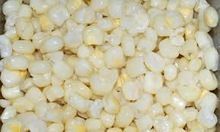 White Indian Maize