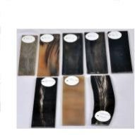 Optical Buffalo Horn Plate