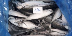 Frozen Horse Mackerel Fish