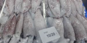 Frozen Whole Loligo Fish