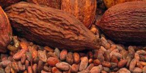 Cocoa Floral Absolute Oil