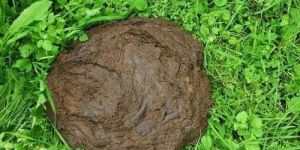Fuel Cow Dung Cake
