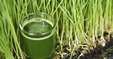 Barley Grass Powder