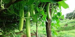 Hybrid Long Bottle Gourd Seeds